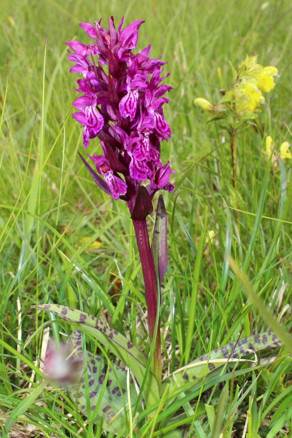 Dactylorhiza da determinare 2